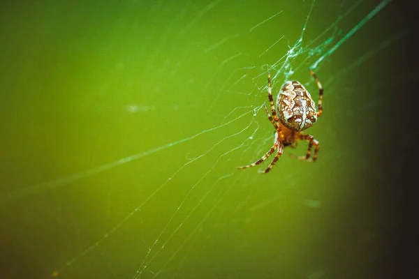 Spinne hängt im Wald am Netz — Stockfoto