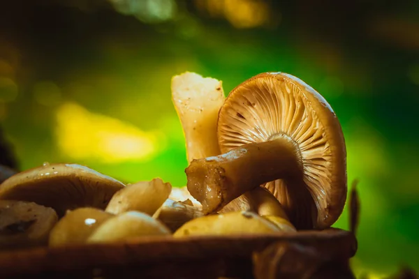 Russula svampar i en korg på nära håll — Stockfoto