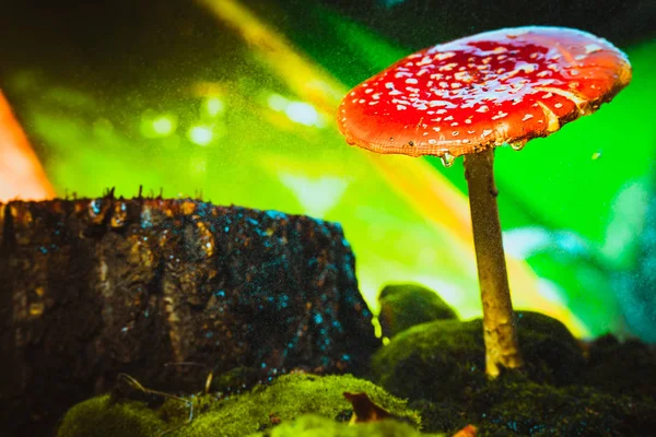 Beautiful red with white spots mushroom on moss — Stock Photo, Image