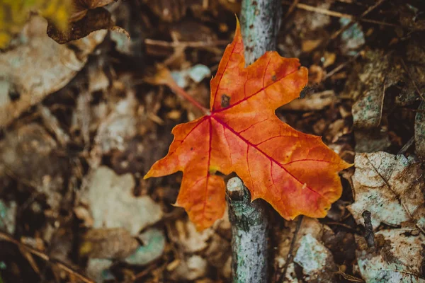 Herbstblätter gelb und grün auf dem Boden im Wald — Stockfoto