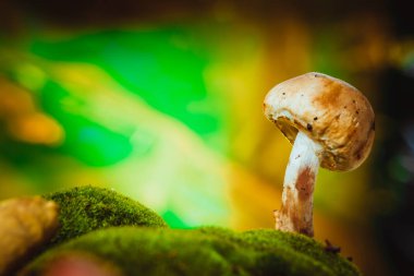 taze mantar orman petrol üzerinde yosun yetişir