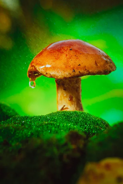 Fresh brown cap boletus mushroom on moss in the rain — Stock Photo, Image