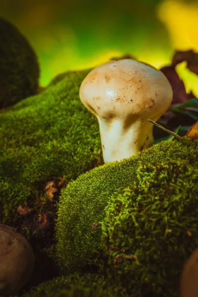 Мокрий гриб пухнастик росте на зеленому моху — стокове фото
