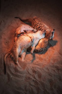 Birçok mirket oynanıyor ve kumlara uzanıyorlar.