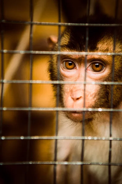 sad fluffy monkey in a cage sits