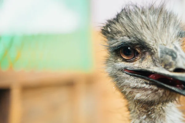 Trauriges Strauß-Emu-Porträt aus kurzer Distanz — Stockfoto
