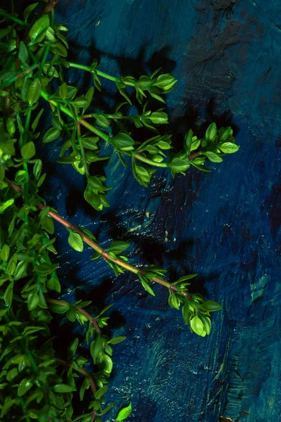 Tomillo limón sobre un fondo abstracto azul de cerca —  Fotos de Stock