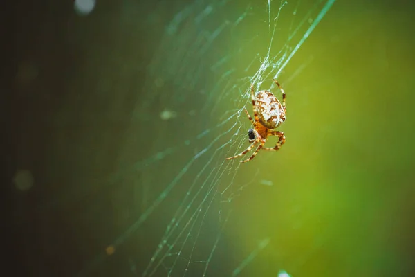 Spinne hängt im Wald am Netz — Stockfoto
