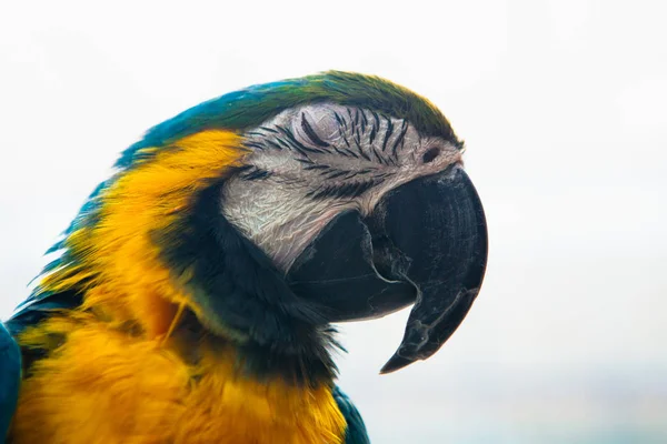 鹦鹉 Ara 鹦鹉蓝色和黄色的特写肖像 — 图库照片