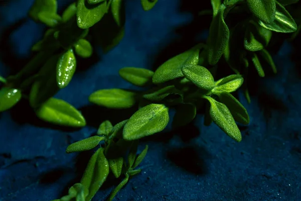 Lemon thyme on a blue abstract background close up — Stock Photo, Image