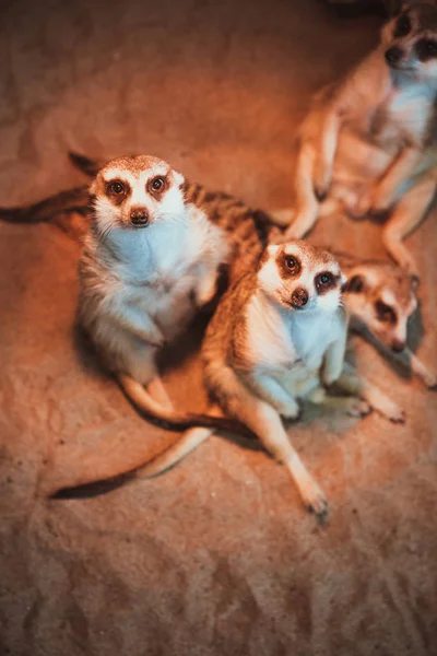 Många meerkats spelas och ligger på sanden — Stockfoto