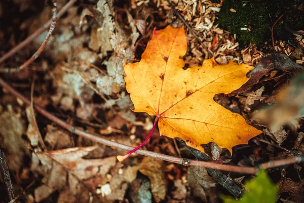 Herbstblätter gelb und grün auf dem Boden im Wald — Stockfoto
