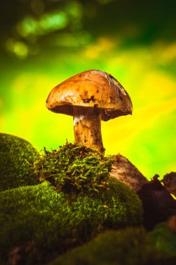 moss ıslak bir şapka ile karanlık kafamız arka plan bulanık