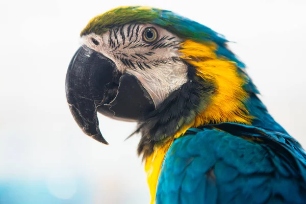 Papagei ara Ara blau-gelb Porträt einer Nahaufnahme — Stockfoto