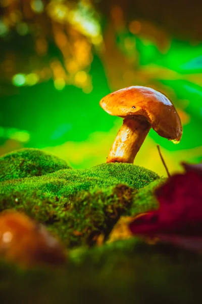 Seta boletus gorra marrón fresca sobre musgo — Foto de Stock