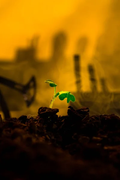 Arka plandaki toprağın içindeki genç yeşil bitki yağ sallama makinesi — Stok fotoğraf