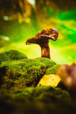 Taze chanterelle mantarı yağmur altında yosun üzerinde ormanda yetişiyor.