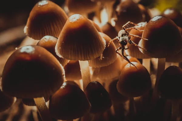Spider on a small mushroom on a blurred background. — Stock Photo, Image