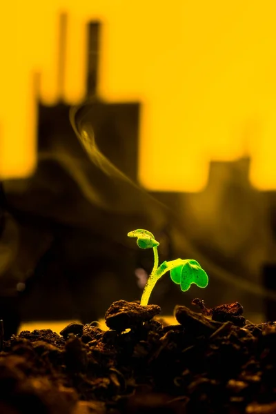 Fiatal zöld növény a talajban háttér olaj hintagép — Stock Fotó