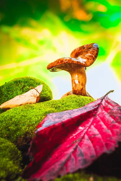 苔藓上生长着新鲜的香菇 — 图库照片