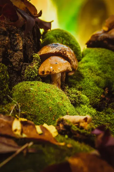 Dark mushrooms on green moss with a wet hat — Stock Photo, Image