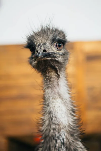 Trauriges Strauß-Emu-Porträt aus kurzer Distanz — Stockfoto