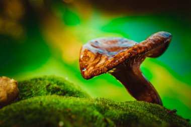 Ormanda yetişen taze mantarlı yosun.