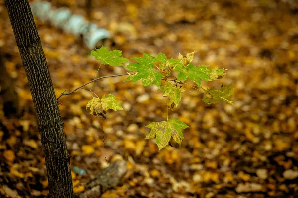 Folhas de outono amarelo e verde da árvore — Fotografia de Stock