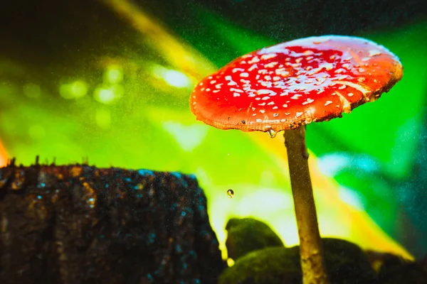 Belo vermelho com cogumelos de lugares brancos em musgo — Fotografia de Stock
