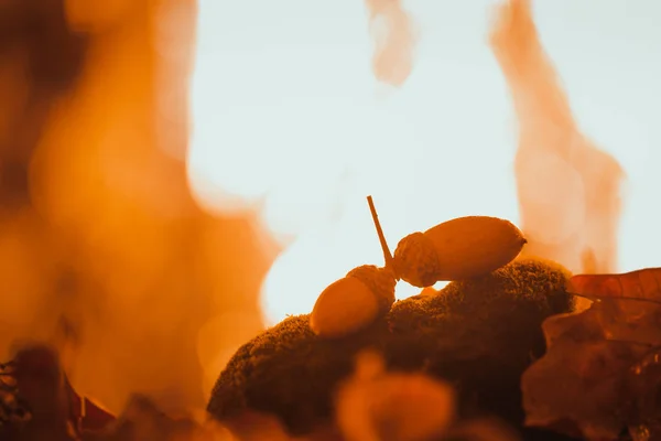 Orange and yellow autumn leaves acorn close up — Stock Photo, Image