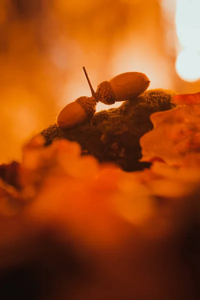 Oranje en gele herfstbladeren eikel close-up — Stockfoto