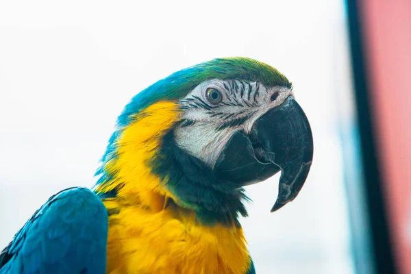 Papagei ara Ara blau-gelb Porträt einer Nahaufnahme — Stockfoto