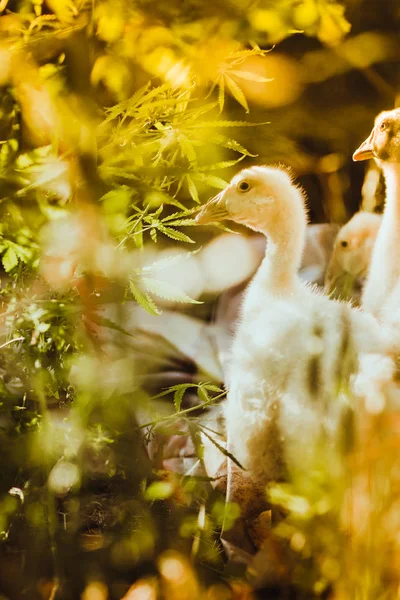 Vijf jonge ganzen samen zitten in het gras — Stockfoto