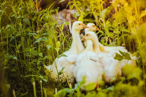 5 若いガチョウは一緒に草の中に座ってください。 — ストック写真