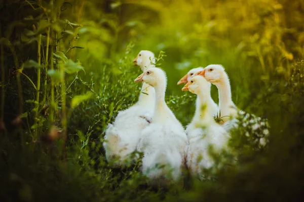 Пять молодых гусей вместе сидят на траве — стоковое фото