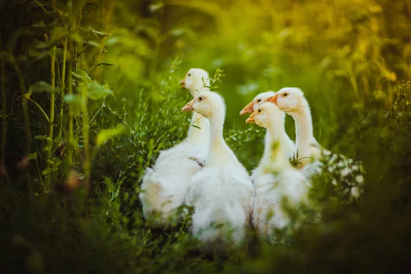 Fem unga gås tillsammans sitta i gräset — Stockfoto