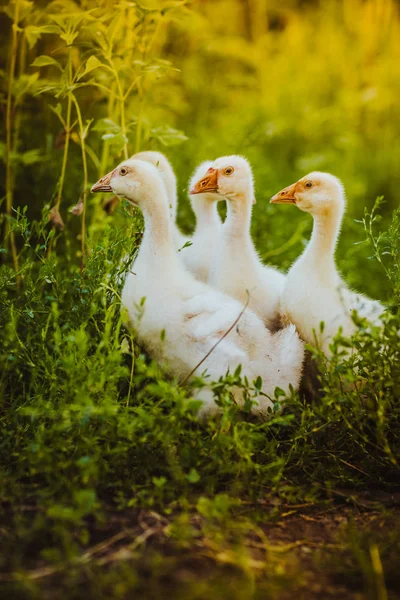 5 若いガチョウは一緒に草の中に座ってください。 — ストック写真