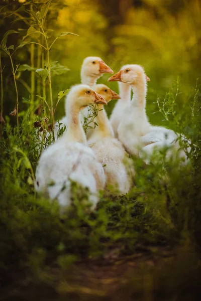 5 若いガチョウは一緒に草の中に座ってください。 — ストック写真