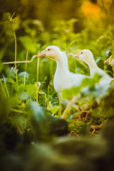 Vijf jonge ganzen samen zitten in het gras — Stockfoto