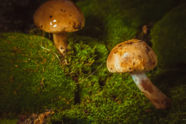 Setas oscuras sobre musgo verde con un sombrero mojado — Foto de Stock