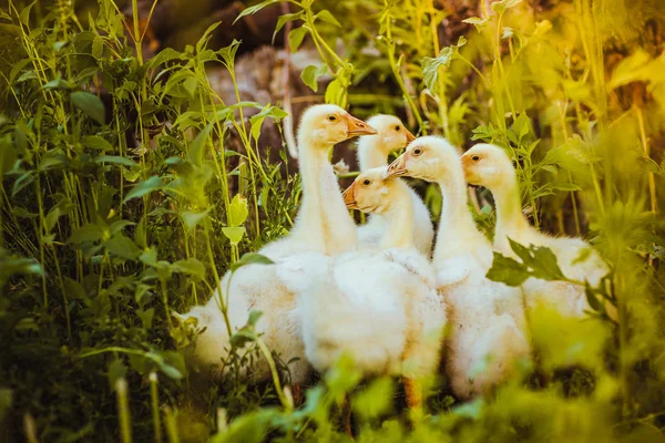 Öt fiatal liba együtt ül a fűben — Stock Fotó