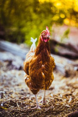 Doğanın arka planında çimenlerde koşan tavuklar.