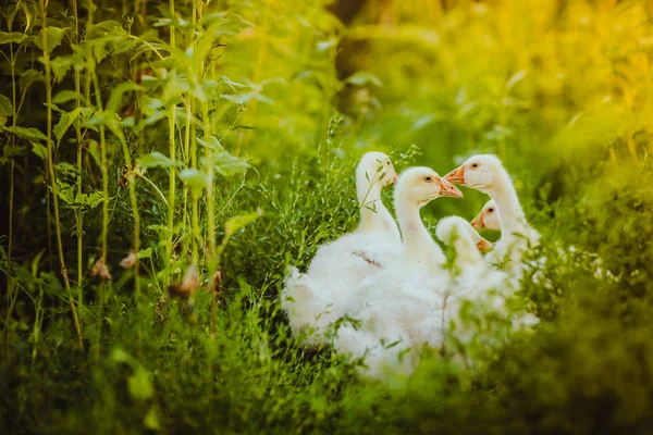 Vijf jonge ganzen samen zitten in het gras — Stockfoto