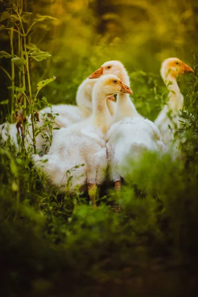 Cinco ganso joven juntos se sientan en la hierba — Foto de Stock