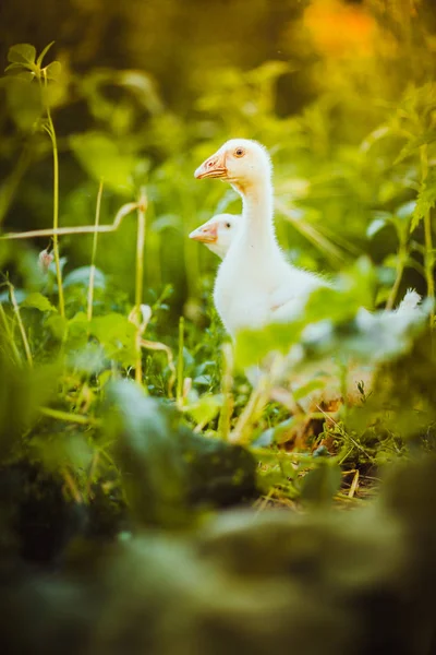 Vijf jonge ganzen samen zitten in het gras — Stockfoto