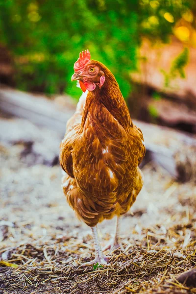 Doğanın arka planında çimenlerde koşan tavuklar.