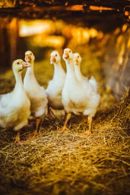 Beş genç kaz birlikte çimlere oturup