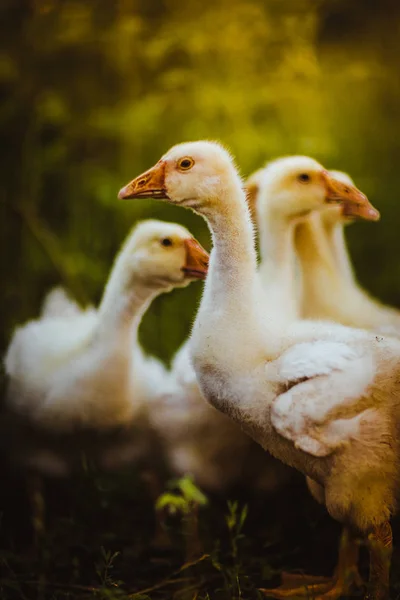 Fünf junge Gänse sitzen zusammen im Gras — Stockfoto