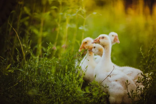 Vijf jonge ganzen samen zitten in het gras — Stockfoto