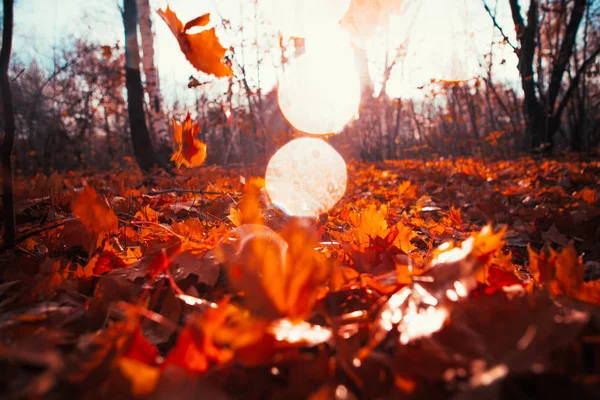 Höstlöv närbild på solen bakgrund — Stockfoto